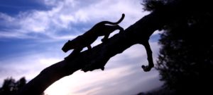 The Black Panther Workout